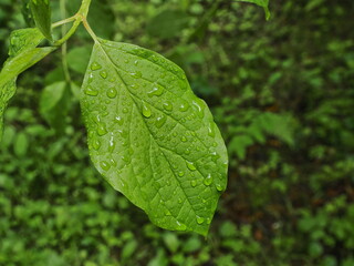 hoja verde cubierta de gotitas de agua por la lluvia