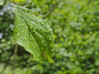 hoja verde cubierta de gotitas de agua por la lluvia