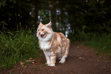 Naklejka na ściany i meble maine coon cat is standing on a forest path and meows
