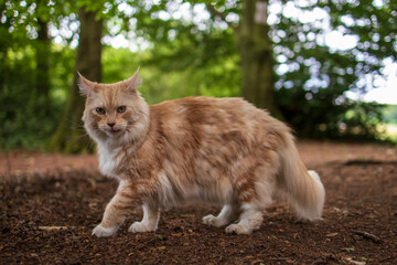 Naklejka na ściany i meble maine coon cat walks through the forest