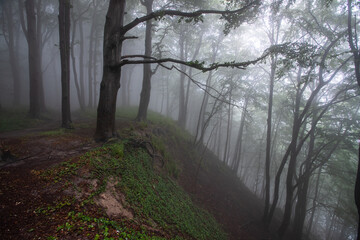 Buchenwald in Nebel