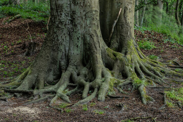 Wurzel im Buchenwald