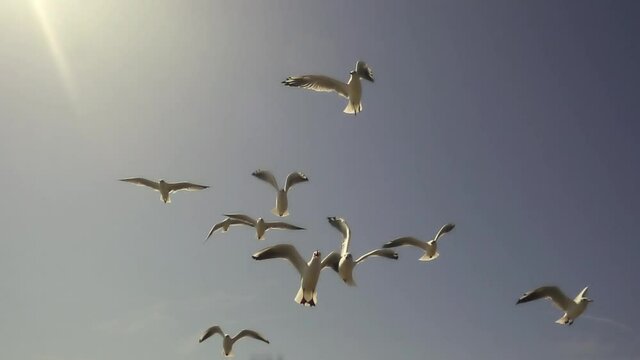 Seagulls flying against the blue sky. Flock of birds flies in strong winds. Slow motion.