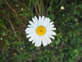 macro de margarita silvestre de hojas blancas y con el centro amarillo