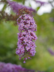 flor silvestre de color lila colgante