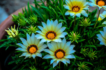 Wild white flower with yellow center from Indian himalayas