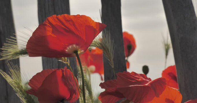 coquelicots au gr&eacute; du vent &agrave; cot&eacute; d'une cl&ocirc;ture 
