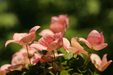 Spring time , time for love and hope. Green, color 