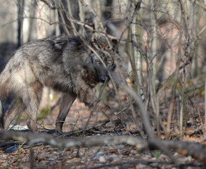 Tundra Wolf in the wild - Canis Lupus Albus
