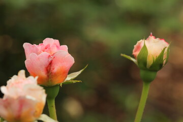 Spring time , time for love and hope. Green, color 