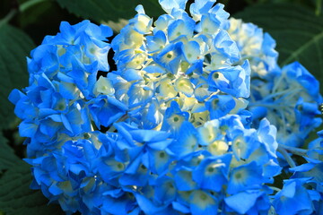 Spring time , time for love and hope. Green, color