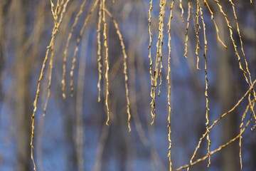 Spring time , time for love and hope. Green, color 