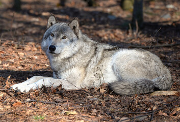 Timber Wolf in the wild - Canis lupus