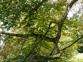 Fagus sylvatica purpurea, Sous un haut et vieux hêtre pourpre au tronc large, aux branches étalées et redressées