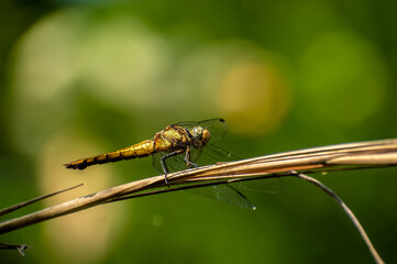 Trithemis aurora or crimson marsh glider