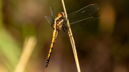 Trithemis aurora (Crimson marsh glider)