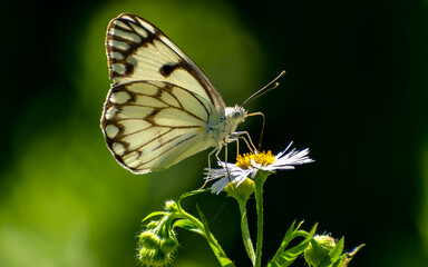 Aporia leucodice, the Himalayan blackvein