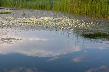 Buttercup water. Algae with white flowers on the surface of the overgrown river