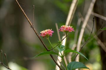 Lanatana camara flower
