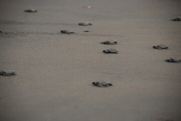 Turtles to the sea