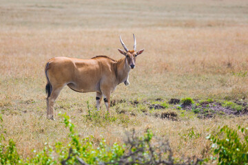  Antelope Eland Kanna