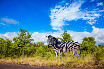 Fototapeta na wymiar Savannah Zebra lives in southern Africa