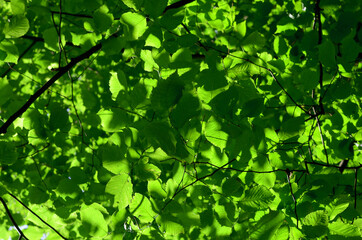 Fototapeta na wymiar green leaves in the morning sun tree branches foliage natural background