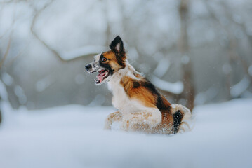 border collie dog jumping in the snow