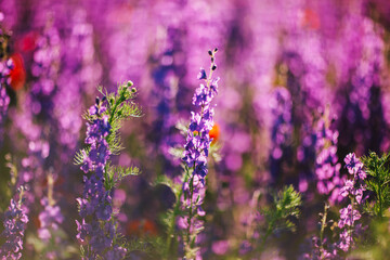 Obraz premium purple flower field with poppies 5