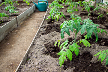 A young seedling tomato sprout is planted in a greenhouse in the spring. Shallow depth of field.
