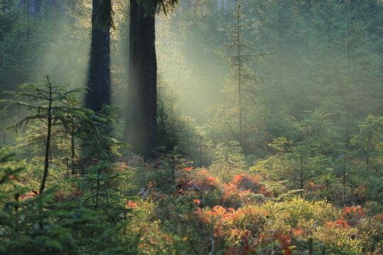 Forrest morning in Bohemia.