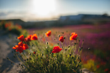 wild poppy flowers