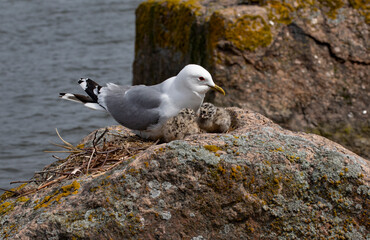 Seagull feeding baby on the rock at Baltic Sea.