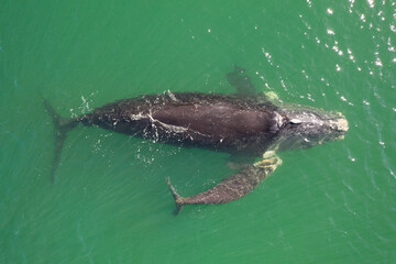 Overhead aerial view of a Southern Right Whale and her calf in the waters off of Cape Town, South Africa. 