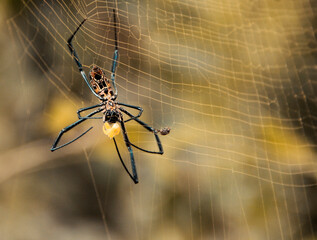 Spider & Web