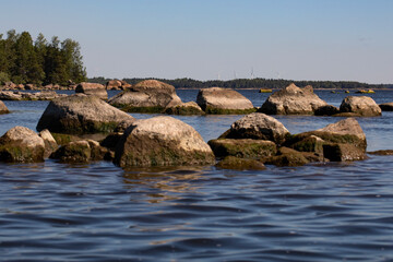 forest on the stones over the lake waters