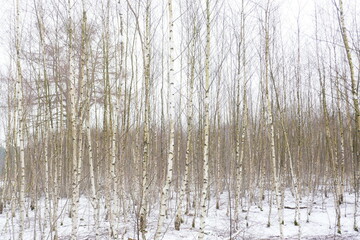 A forest full of young birch trees in the snow.