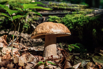 Big Porcini White Mushroom i n the Forest