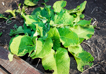 Young burdock Bush in the summer in the garden in the sun.