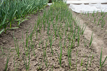 young shoots of green vegetables on manicured beds in the garden.