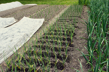 young shoots of green vegetables on manicured beds in the garden.