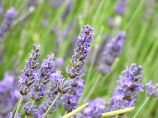 Gros-plan de lavande violette (Lavandula) en fleur en Provence