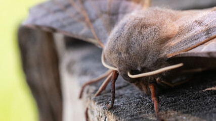 Ćma Nastrosz topolowiec 