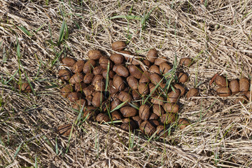 Close up top view of the elk or moose droppings in dry grass. Can use like organic fertilizer