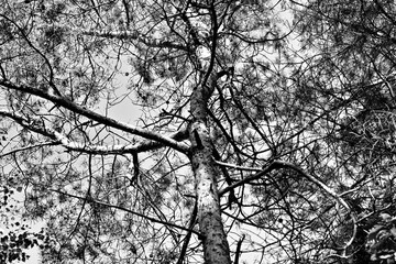 Beauty detail forest view. Artistic look in black and whote.