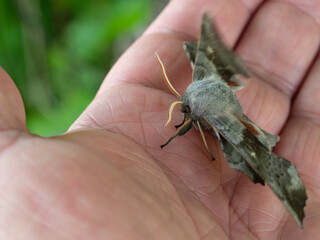 Ćma Nastrosz topolowiec 