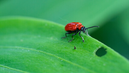 Poskrzypka liliowa © Roman