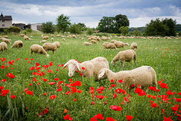 Schafe im Mohnfeld 