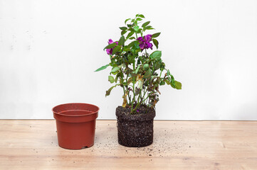 houseplant Rose leaned out of the old shop flowerpot for transplanting into a new pot