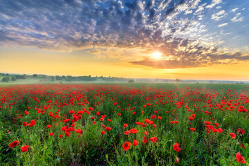 Fototapeta na wymiar Beautiful poppy field during sunrise